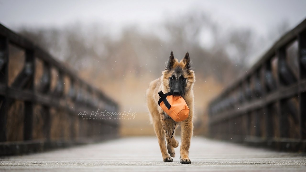 Обои мост, собака, щенок, овчарка, бельгийская овчарка, тервюрен, bridge, dog, puppy, shepherd, belgian shepherd, tervuren разрешение 1920x1200 Загрузить