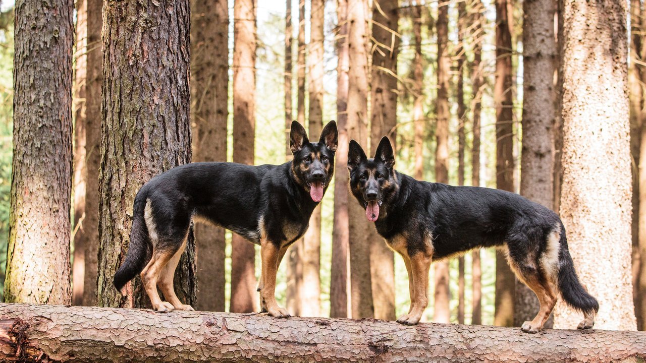 Обои собаки, немецкая овчарка, овчарки, dogs, german shepherd, shepherd разрешение 3840x2400 Загрузить