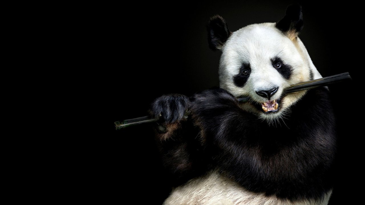 Обои морда, взгляд, панда, бамбук, черный фон, face, look, panda, bamboo, black background разрешение 1920x1080 Загрузить
