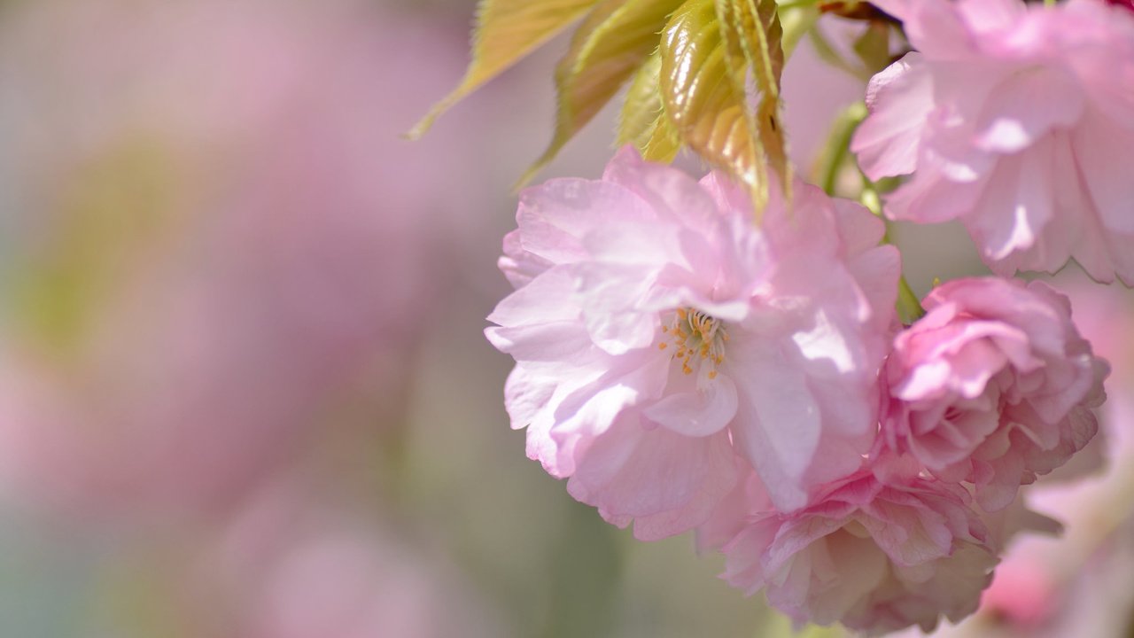 Обои весна, сакура, spring, sakura разрешение 1920x1200 Загрузить