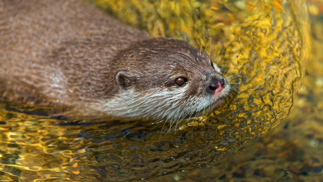 Обои вода, водоем, плывет, выдра, грызуны, water, pond, floats, otter, rodents разрешение 4519x2541 Загрузить