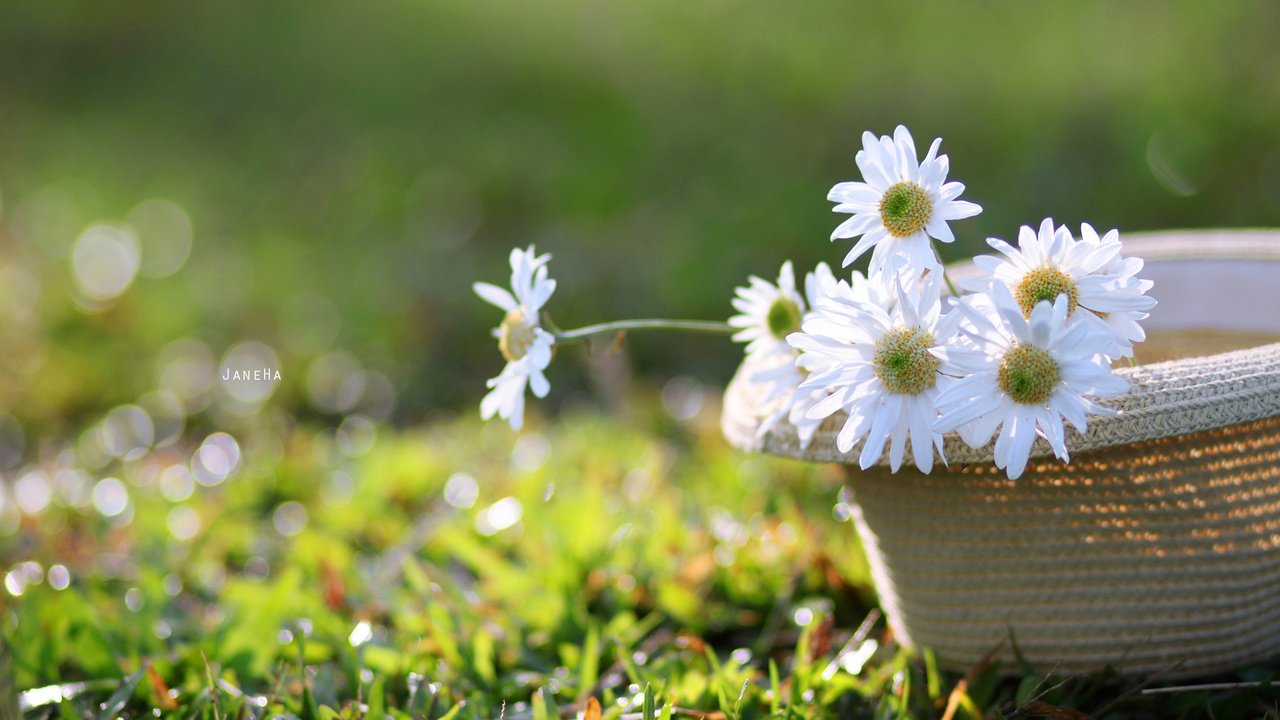 Обои цветы, трава, лепестки, ромашки, белые, шляпа, flowers, grass, petals, chamomile, white, hat разрешение 2560x1600 Загрузить