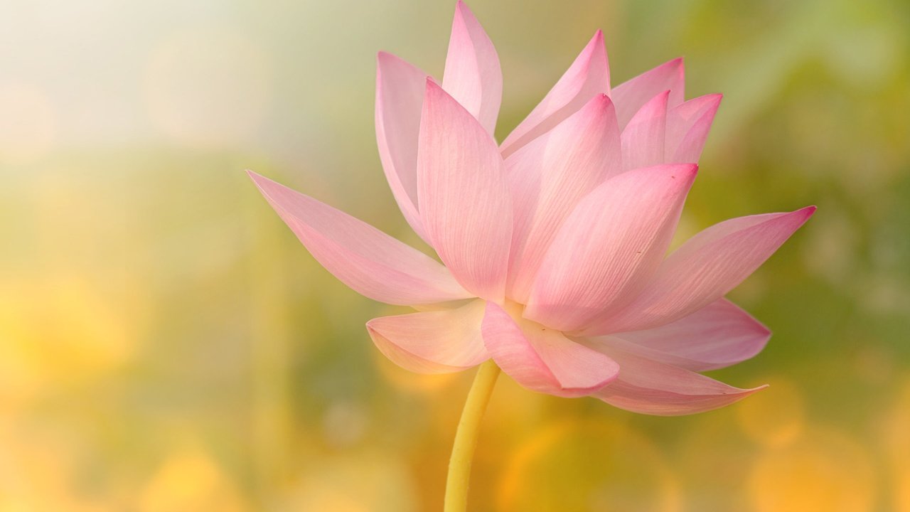 Обои цветок, лепестки, блики, лотос, розовый, flower, petals, glare, lotus, pink разрешение 1920x1200 Загрузить