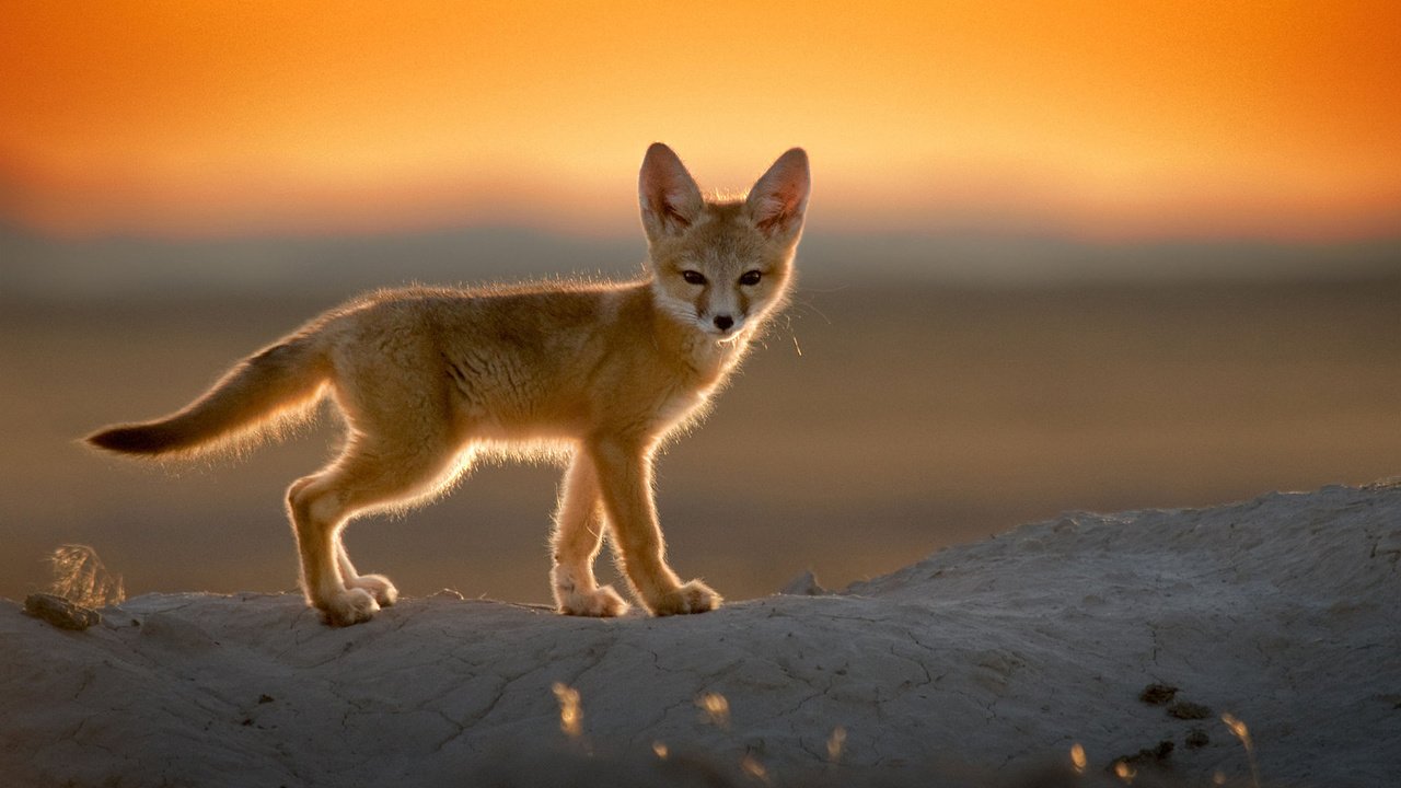 Обои закат, пустыня, лиса, фенек, лисица, уши, хвост, лисичка, sunset, desert, fox, fenech, ears, tail разрешение 1920x1200 Загрузить