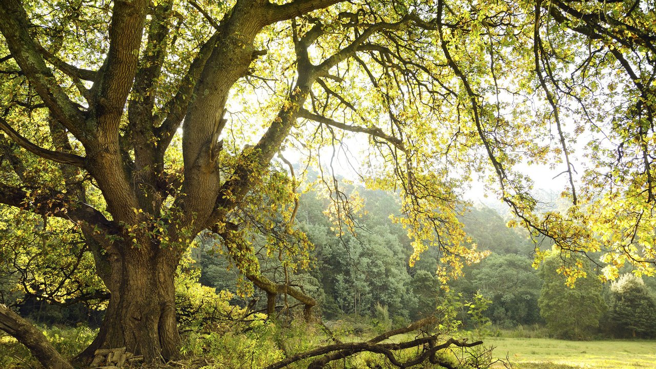 Обои деревья, лес, листья, ветки, trees, forest, leaves, branches разрешение 2880x1800 Загрузить