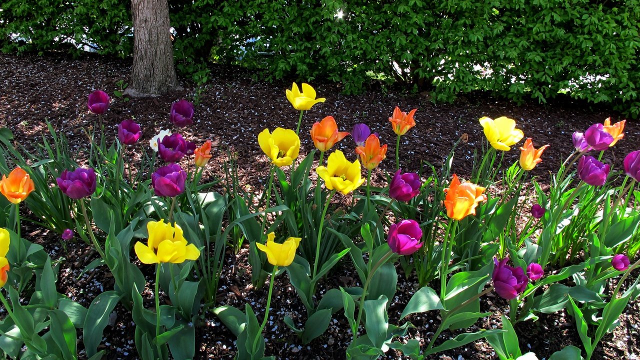 Обои цветы, бутоны, лепестки, весна, тюльпаны, стебли, flowers, buds, petals, spring, tulips, stems разрешение 3648x2736 Загрузить