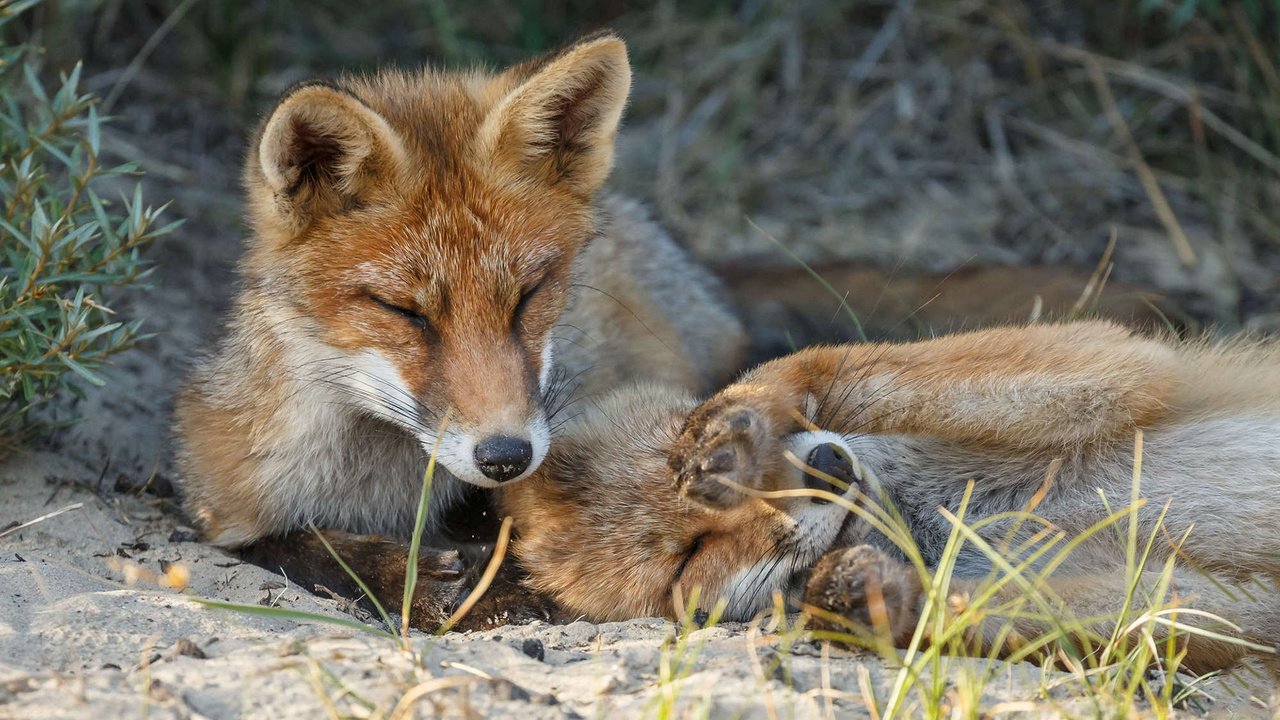 Обои трава, природа, лиса, лисица, закрытые глаза, лисицы, лисы, grass, nature, fox, closed eyes, foxes разрешение 1920x1200 Загрузить