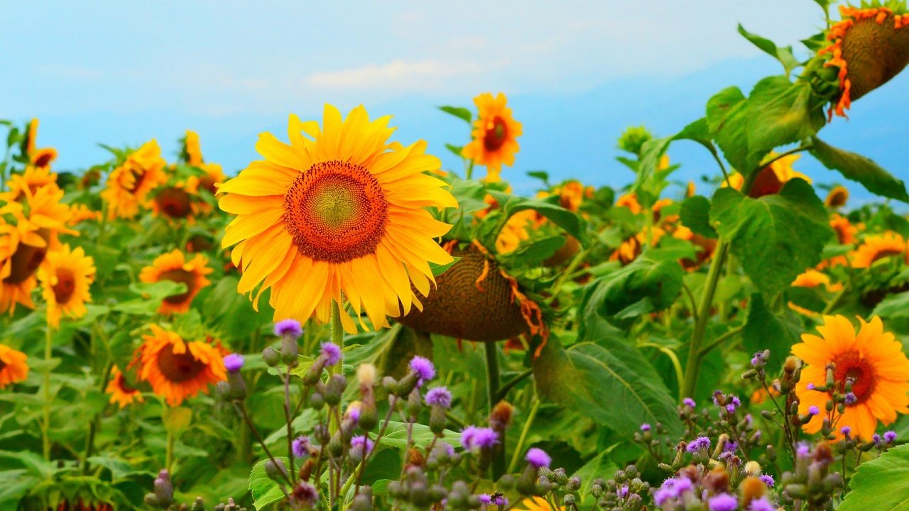 Обои цветы, поле, подсолнухи, желтые цветы, flowers, field, sunflowers, yellow flowers разрешение 3000x1850 Загрузить