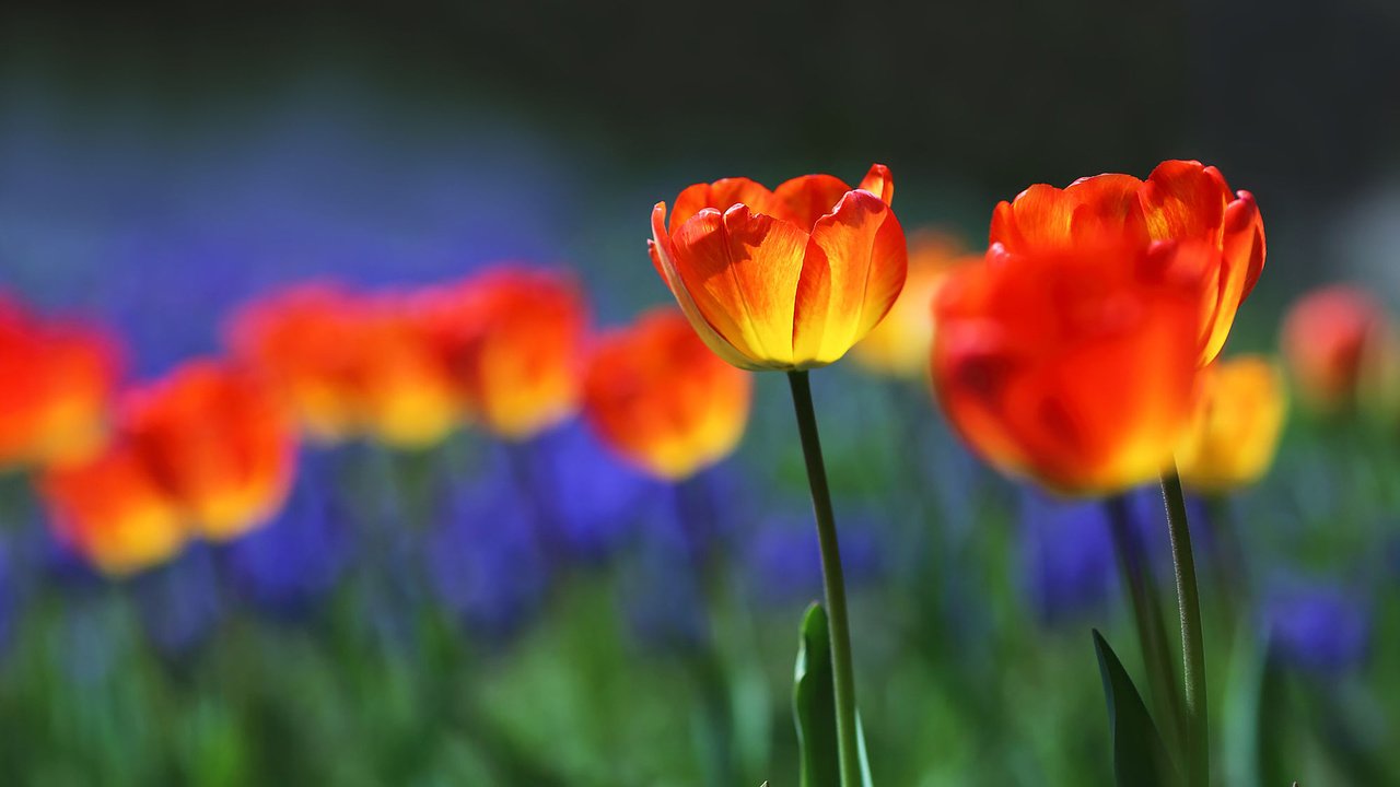 Обои цветы, бутоны, лепестки, весна, тюльпаны, flowers, buds, petals, spring, tulips разрешение 1920x1080 Загрузить