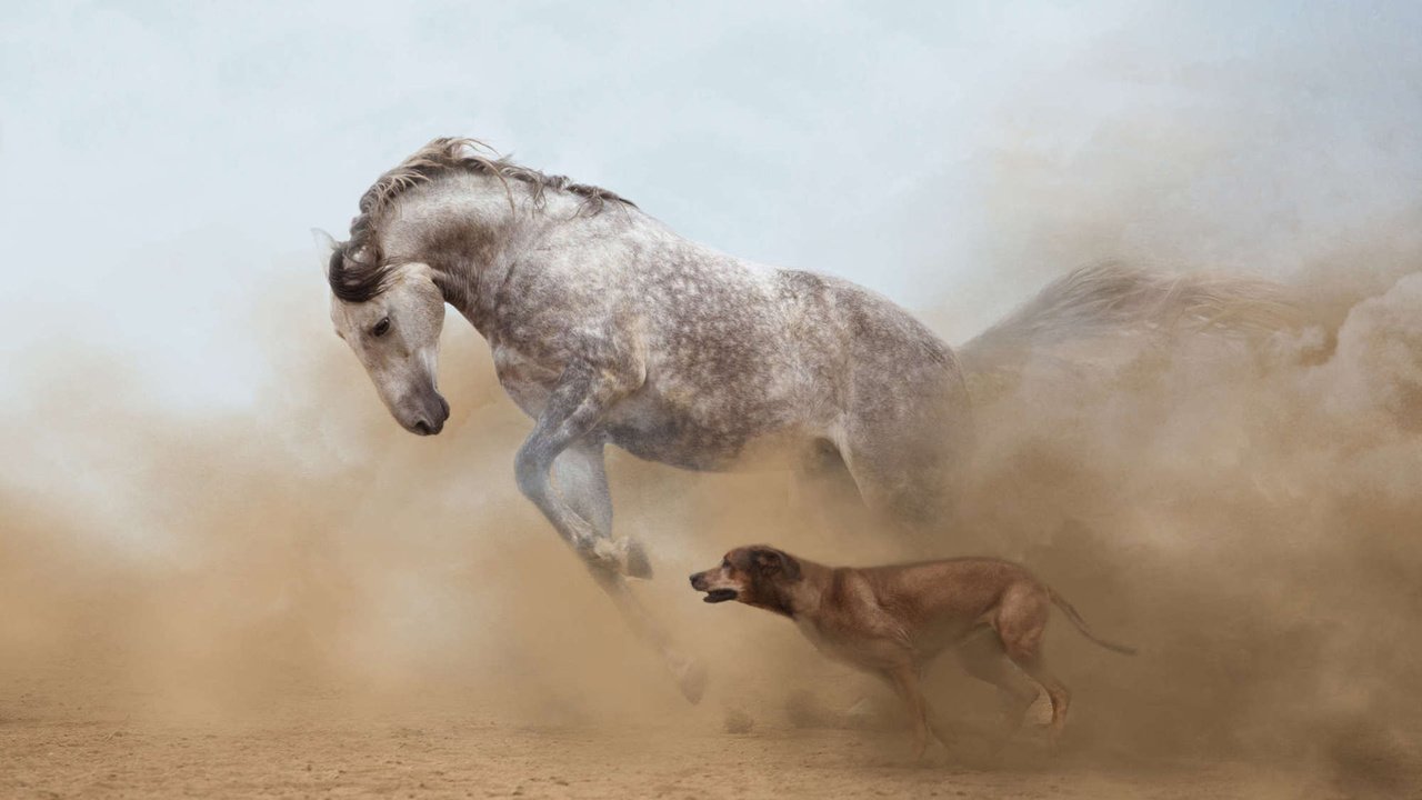 Обои лошадь, собака, пыль, бег, horse, dog, dust, running разрешение 1920x1200 Загрузить