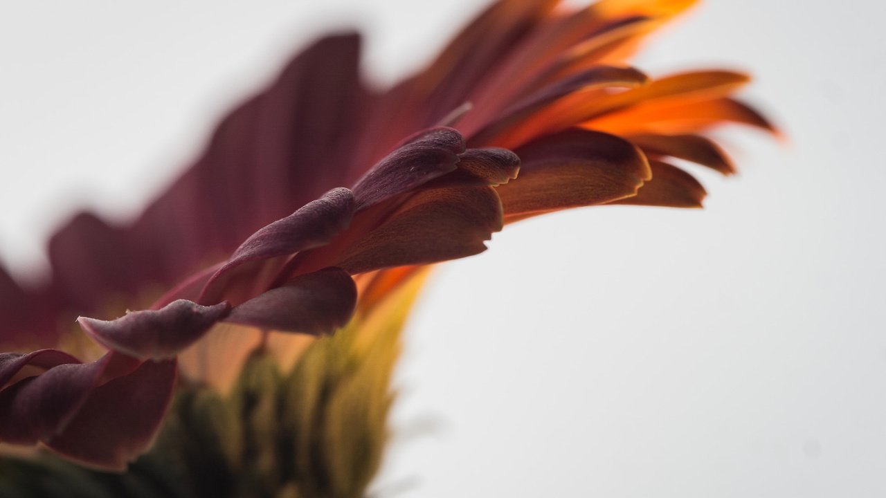 Обои макро, цветок, лепестки, гербера, macro, flower, petals, gerbera разрешение 1920x1200 Загрузить