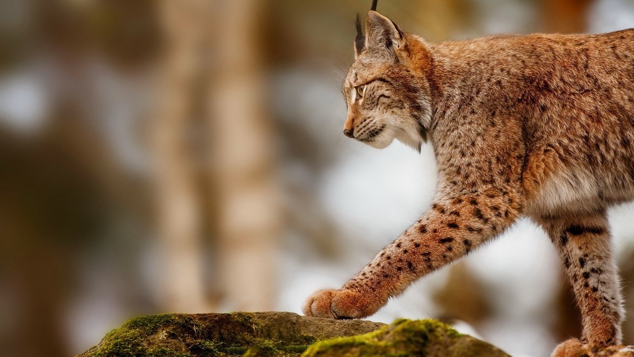 Обои рысь, камень, прогулка, дикая кошка, lynx, stone, walk, wild cat разрешение 1920x1200 Загрузить