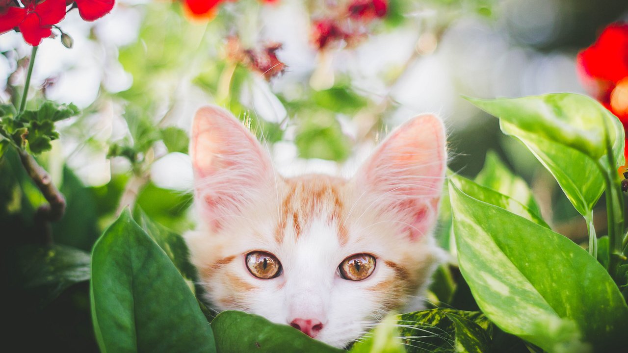 Обои глаза, цветы, листья, фон, усы, кошка, взгляд, котенок, eyes, flowers, leaves, background, mustache, cat, look, kitty разрешение 2048x1365 Загрузить