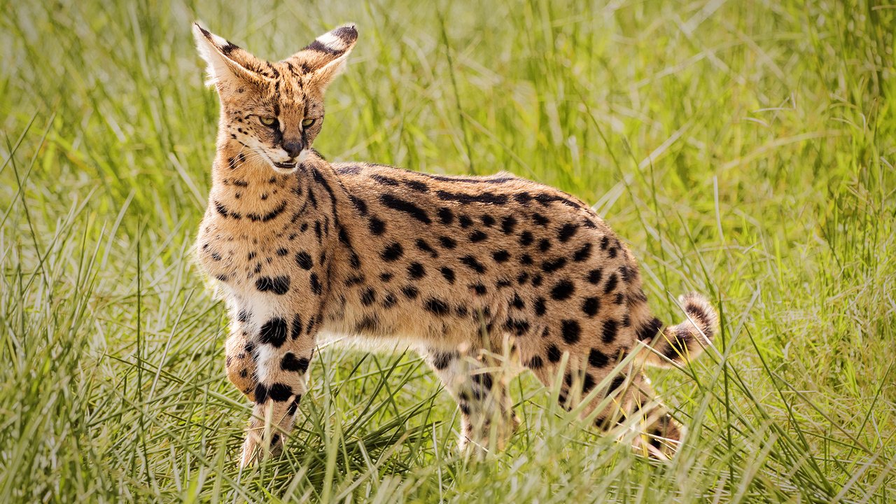 Обои трава, африка, дикая кошка, сервал, john fielding, grass, africa, wild cat, serval разрешение 1920x1200 Загрузить