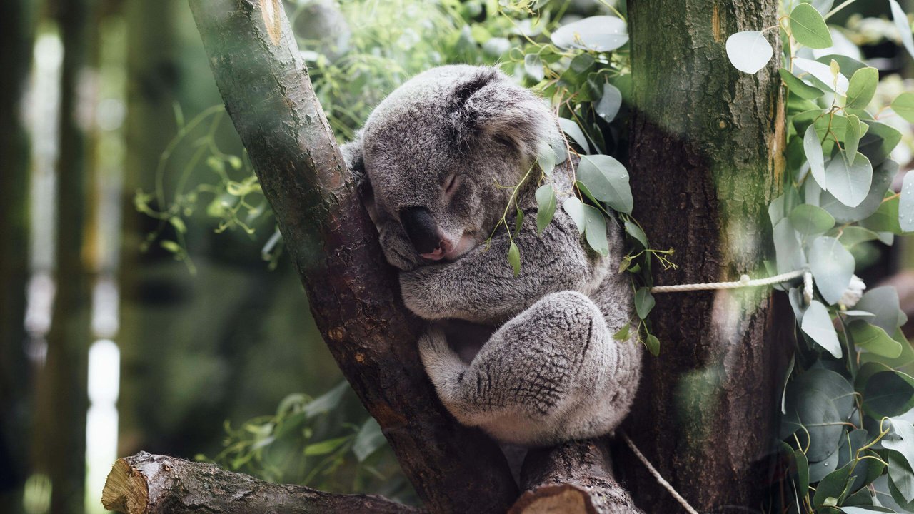 Обои дерево, листья, сон, джунгли, коала, tree, leaves, sleep, jungle, koala разрешение 3840x2160 Загрузить