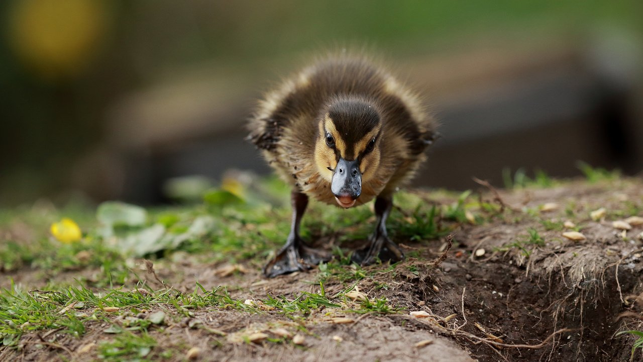 Обои трава, птенец, птица, клюв, утка, утенок, grass, chick, bird, beak, duck разрешение 3840x2400 Загрузить