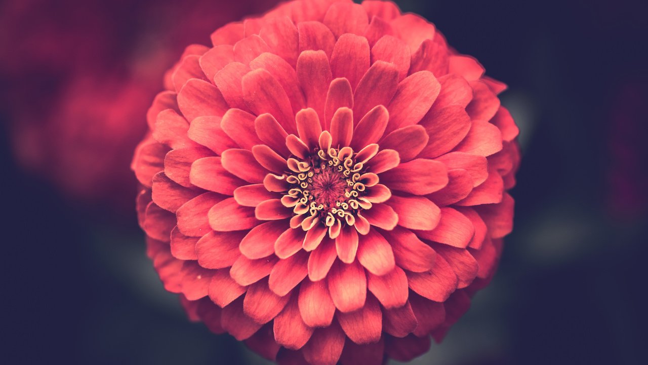 Обои цветок, лепестки, крупным планом, цинния, flower, petals, closeup, zinnia разрешение 3840x2400 Загрузить