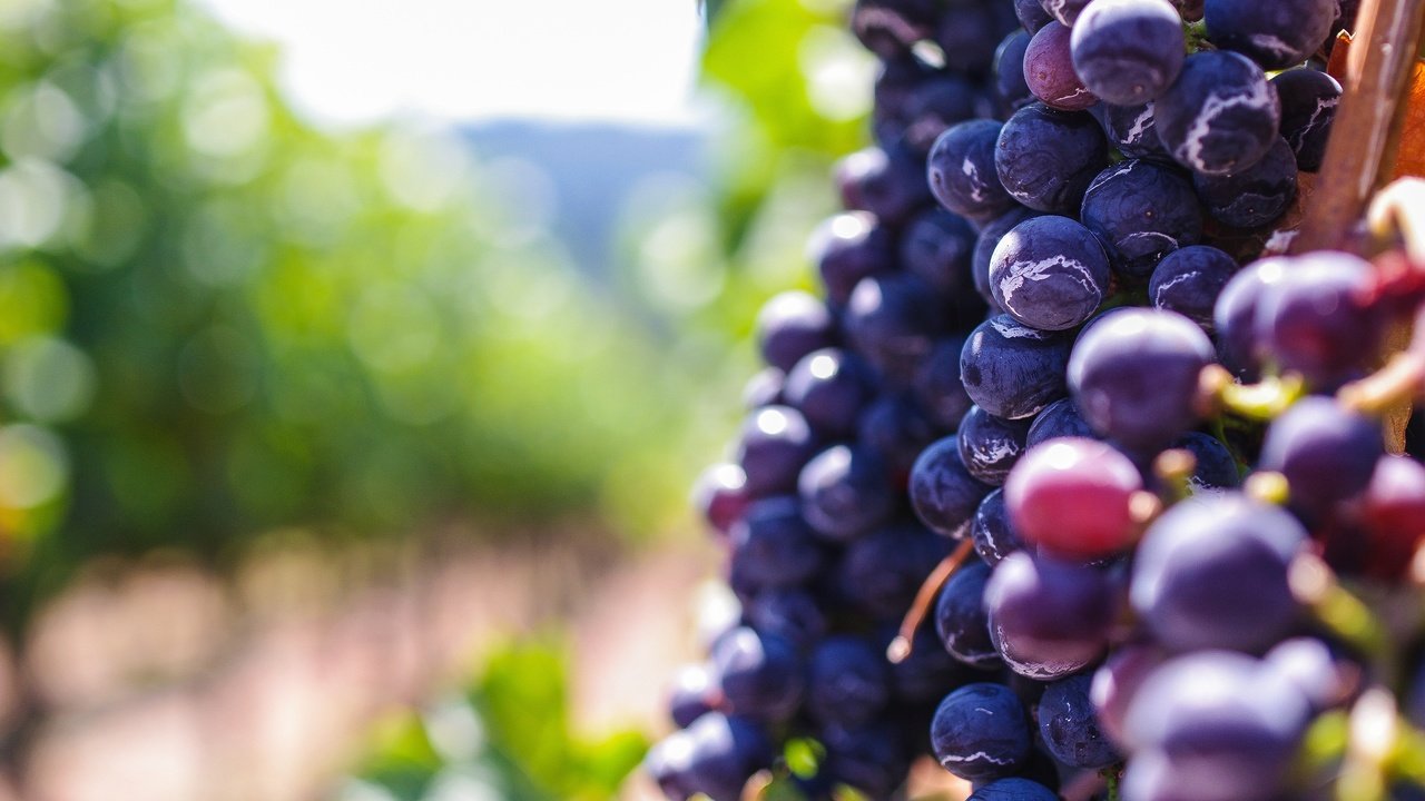 Обои виноград, размытость, ягоды, боке, grapes, blur, berries, bokeh разрешение 3936x2624 Загрузить