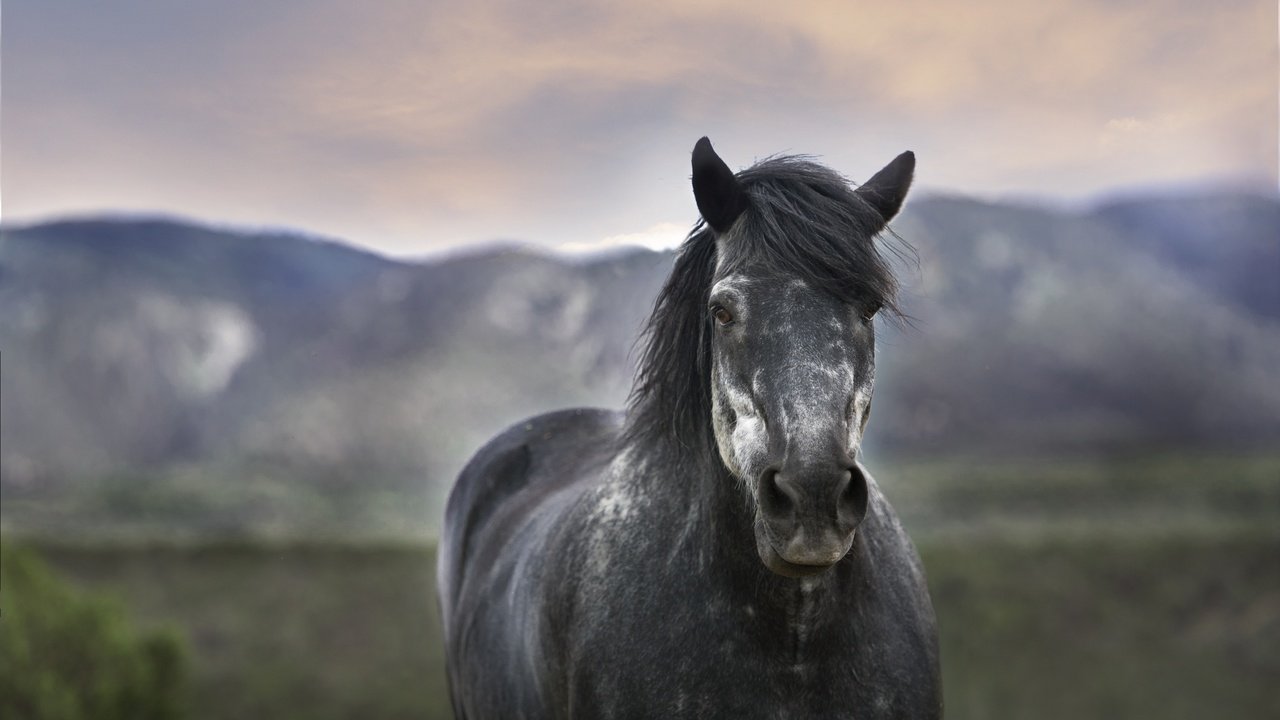 Обои лошадь, размытость, конь, грива, horse, blur, mane разрешение 4256x2832 Загрузить