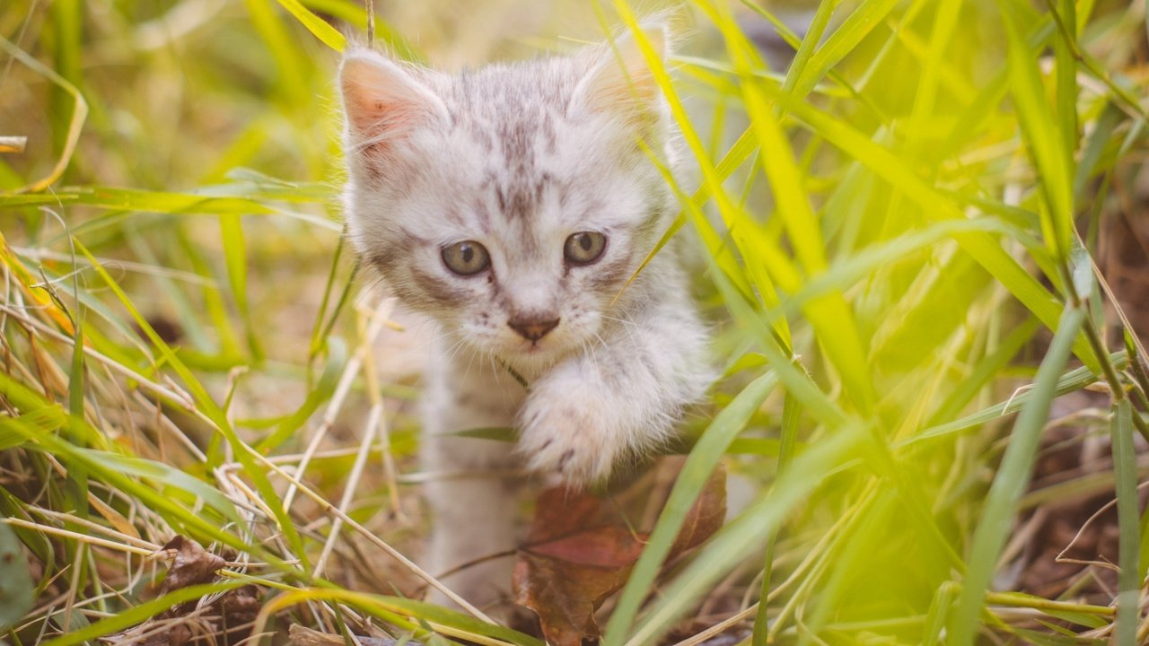 Обои трава, кот, мордочка, усы, кошка, взгляд, котенок, милый, grass, cat, muzzle, mustache, look, kitty, cute разрешение 2048x1367 Загрузить