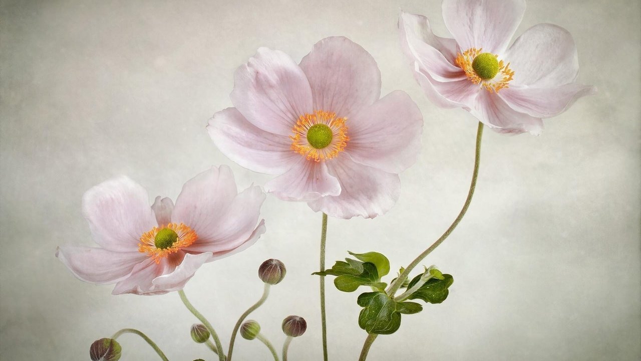 Обои цветы, фон, розовые, анемоны, flowers, background, pink, anemones разрешение 1920x1130 Загрузить