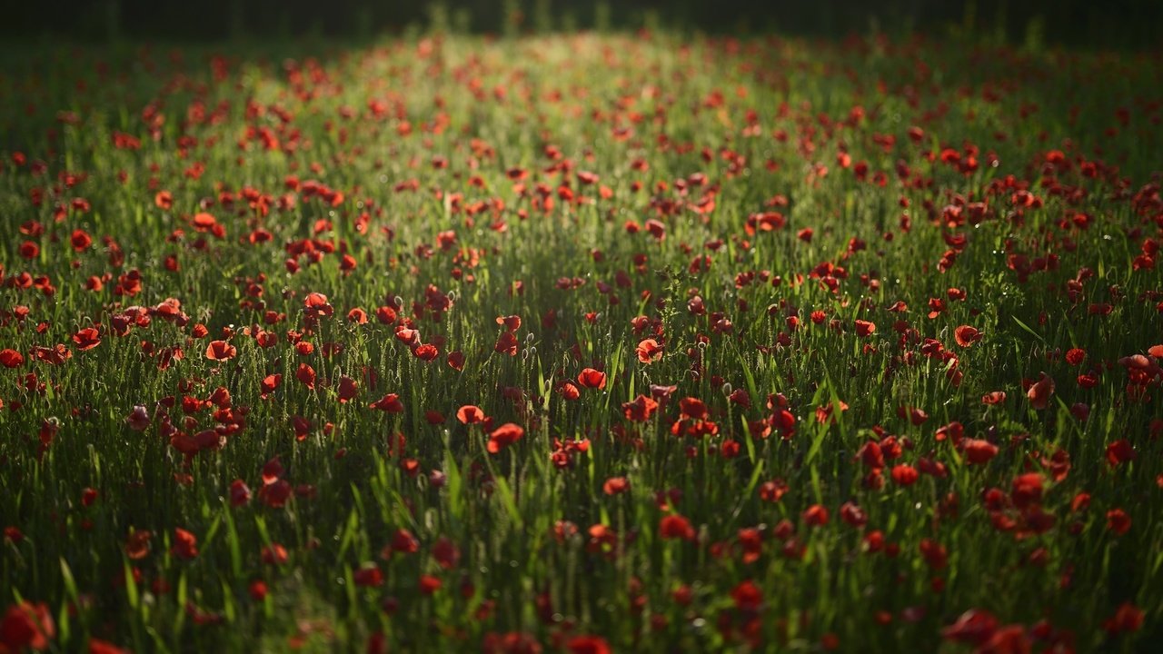 Обои цветы, поле, красные, маки, flowers, field, red, maki разрешение 2100x1398 Загрузить