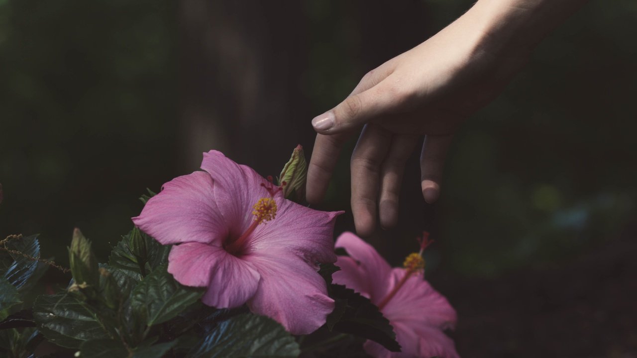 Обои цветы, рука, гибискус, flowers, hand, hibiscus разрешение 4529x3456 Загрузить