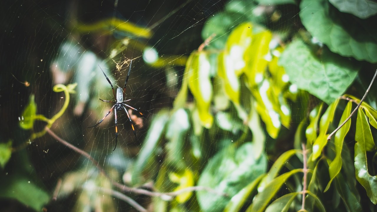 Обои природа, листья, макро, ветки, паук, паутина, nature, leaves, macro, branches, spider, web разрешение 3060x2040 Загрузить