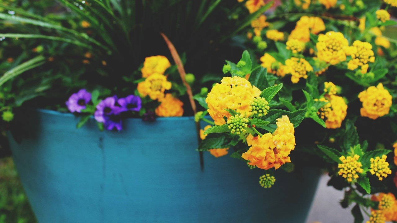 Обои цветы, желтые, горшок, flowers, yellow, pot разрешение 5184x3456 Загрузить