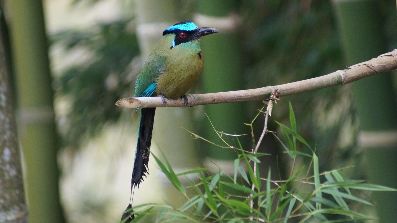 Обои ветка, дерево, бамбук, птица, клюв, перья, оперение, amazonian motmot, branch, tree, bamboo, bird, beak, feathers, tail разрешение 5456x3632 Загрузить