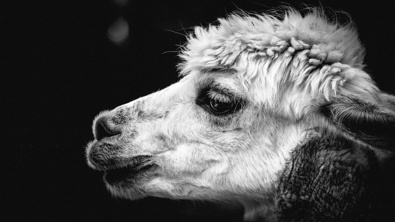 Обои чёрно-белое, животное, голова, верблюд, лама, крупным планом, альпака, black and white, animal, head, camel, lama, closeup, alpaca разрешение 1920x1080 Загрузить
