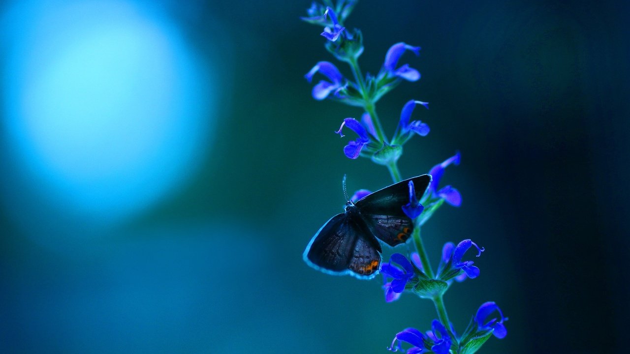 Обои макро, насекомое, фон, цветок, цвет, бабочка, крылья, macro, insect, background, flower, color, butterfly, wings разрешение 2560x1600 Загрузить