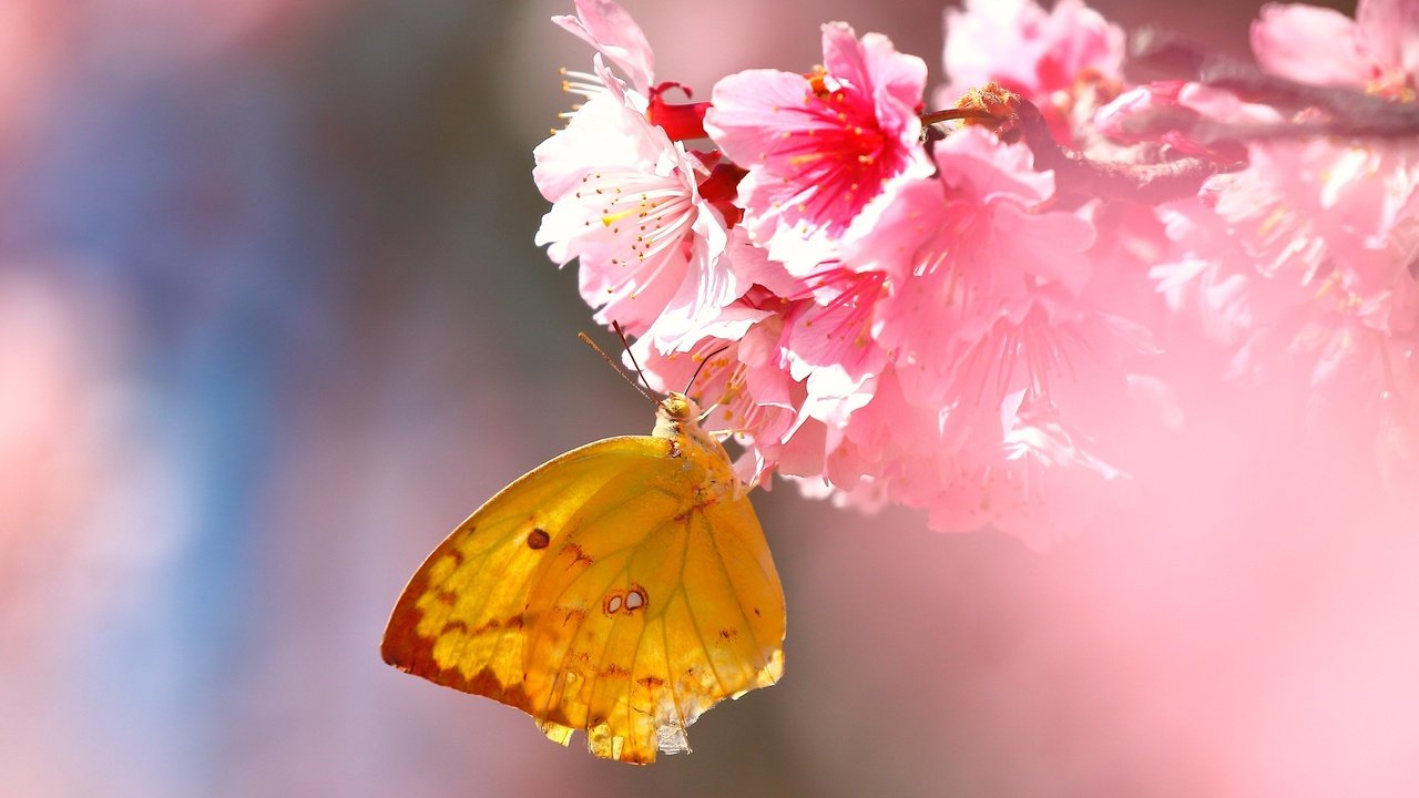 Обои цветы, насекомое, бабочка, крылья, сакура, flowers, insect, butterfly, wings, sakura разрешение 2560x1600 Загрузить