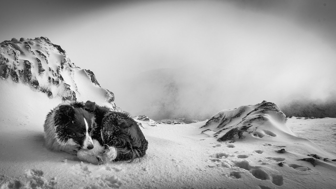 Обои снег, зима, чёрно-белое, собака, бордер колли, snow, winter, black and white, dog, border collie разрешение 3840x2160 Загрузить