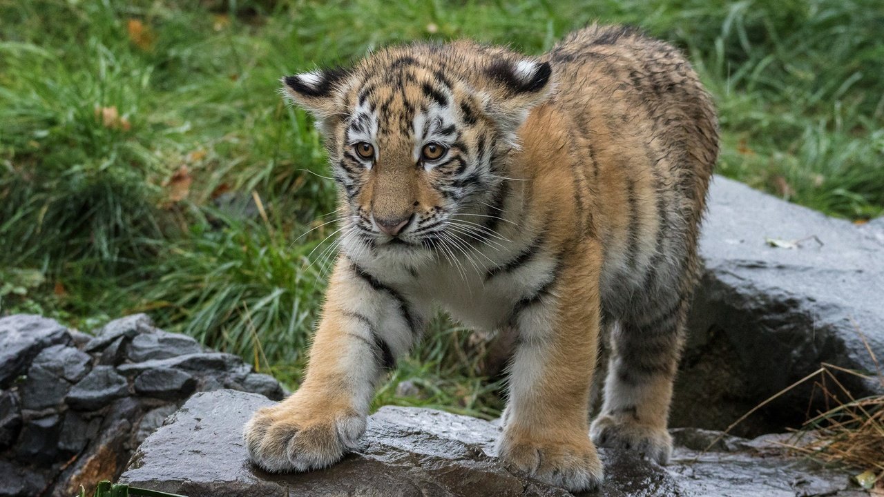 Обои тигр, трава, камни, хищник, животное, тигренок, детеныш, tiger, grass, stones, predator, animal, cub разрешение 1920x1200 Загрузить