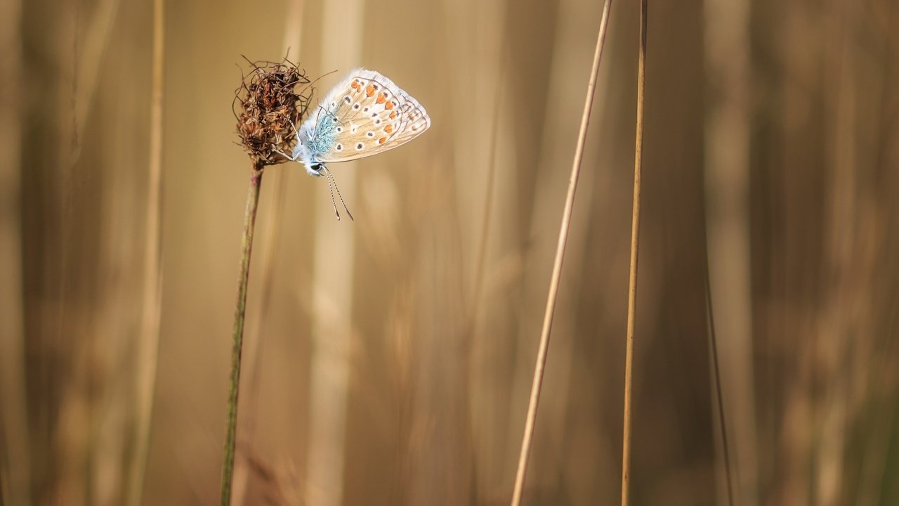 Обои трава, растения, насекомое, бабочка, крылья, стебли, grass, plants, insect, butterfly, wings, stems разрешение 2560x1600 Загрузить