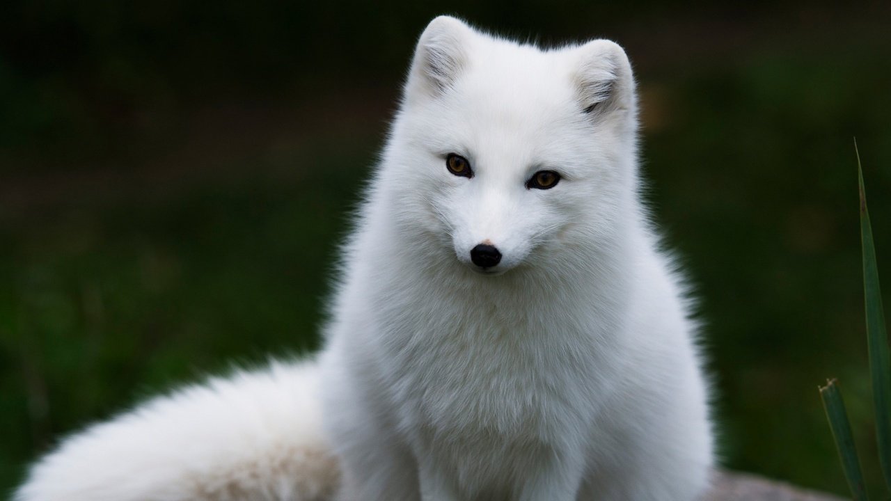 Обои песец, арктическая лиса, fox, arctic fox разрешение 2048x1152 Загрузить