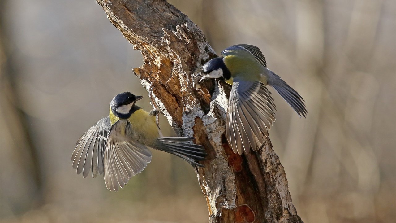 Обои дерево, крылья, птицы, клюв, перья, ствол, синицы, tree, wings, birds, beak, feathers, trunk, tits разрешение 3840x2160 Загрузить