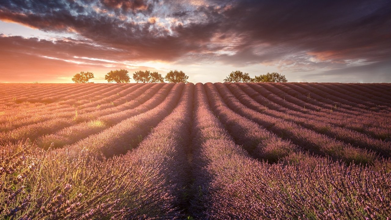 Обои свет, природа, поле, лаванды, light, nature, field, lavender разрешение 1920x1200 Загрузить