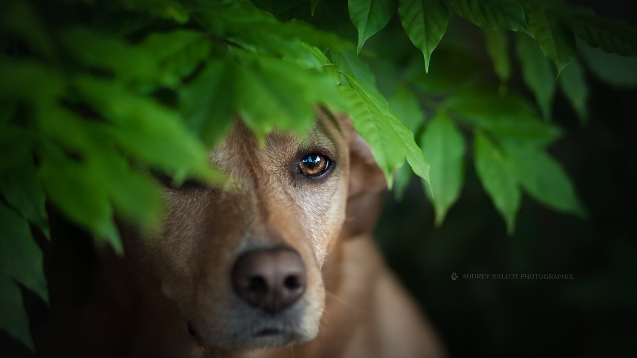 Обои листья, мордочка, взгляд, собака, leaves, muzzle, look, dog разрешение 2560x1579 Загрузить