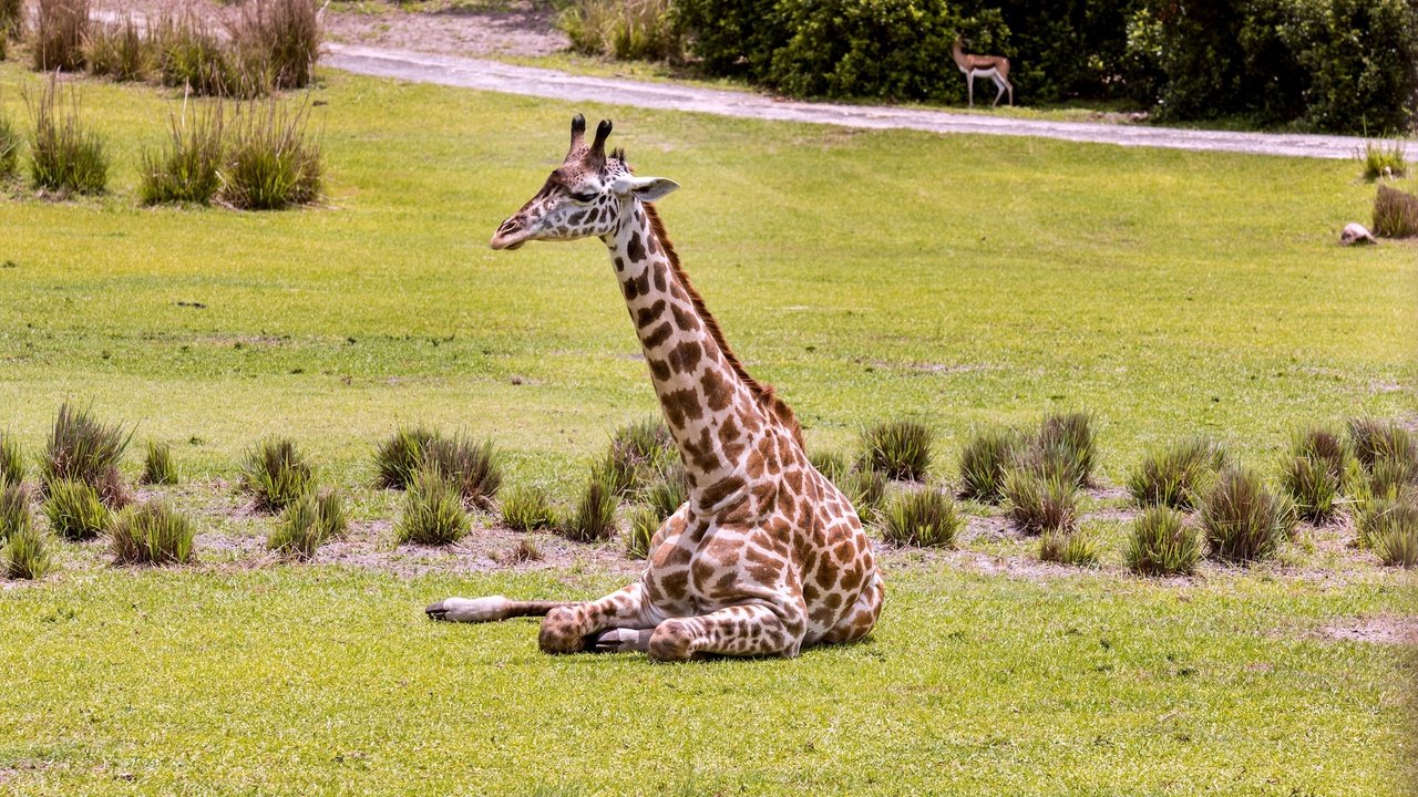 Обои трава, животное, жираф, зоопарк, шея, grass, animal, giraffe, zoo, neck разрешение 2048x1365 Загрузить