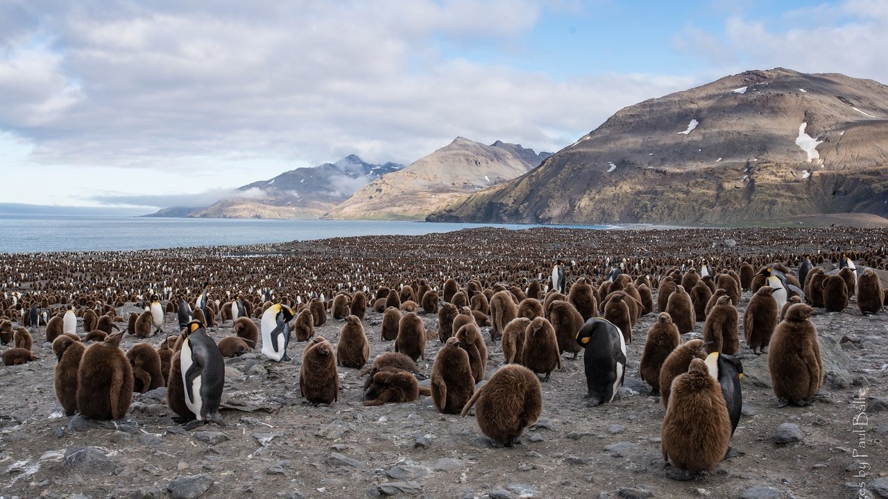 Обои птицы, пингвин, стая, пингвины, королевский пингвин, birds, penguin, pack, penguins, royal penguin разрешение 3840x2400 Загрузить