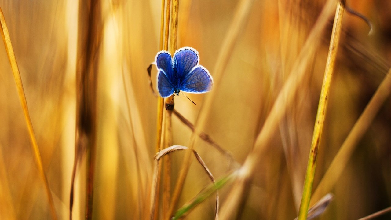 Обои трава, насекомое, бабочка, крылья, травинки, травинка, grass, insect, butterfly, wings, a blade of grass разрешение 1920x1200 Загрузить