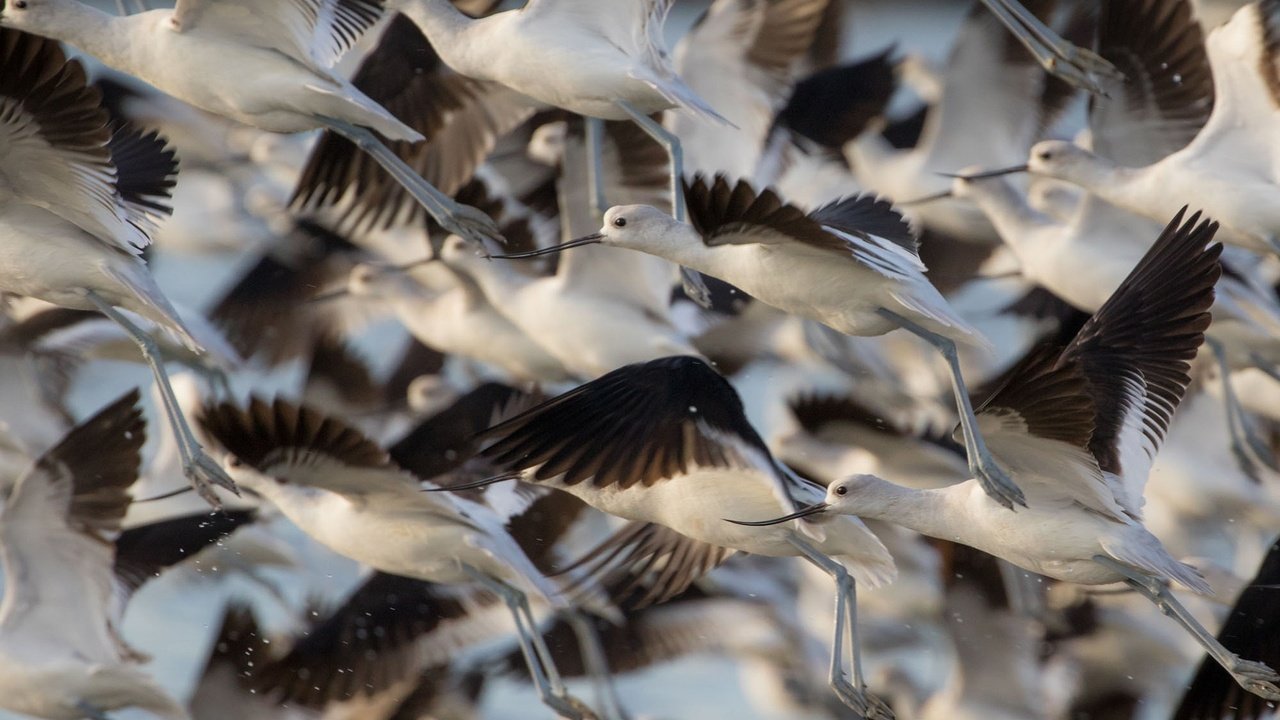 Обои полет, крылья, птицы, стая, шилоклювка, gary seloff, flight, wings, birds, pack, pied avocet разрешение 1920x1200 Загрузить