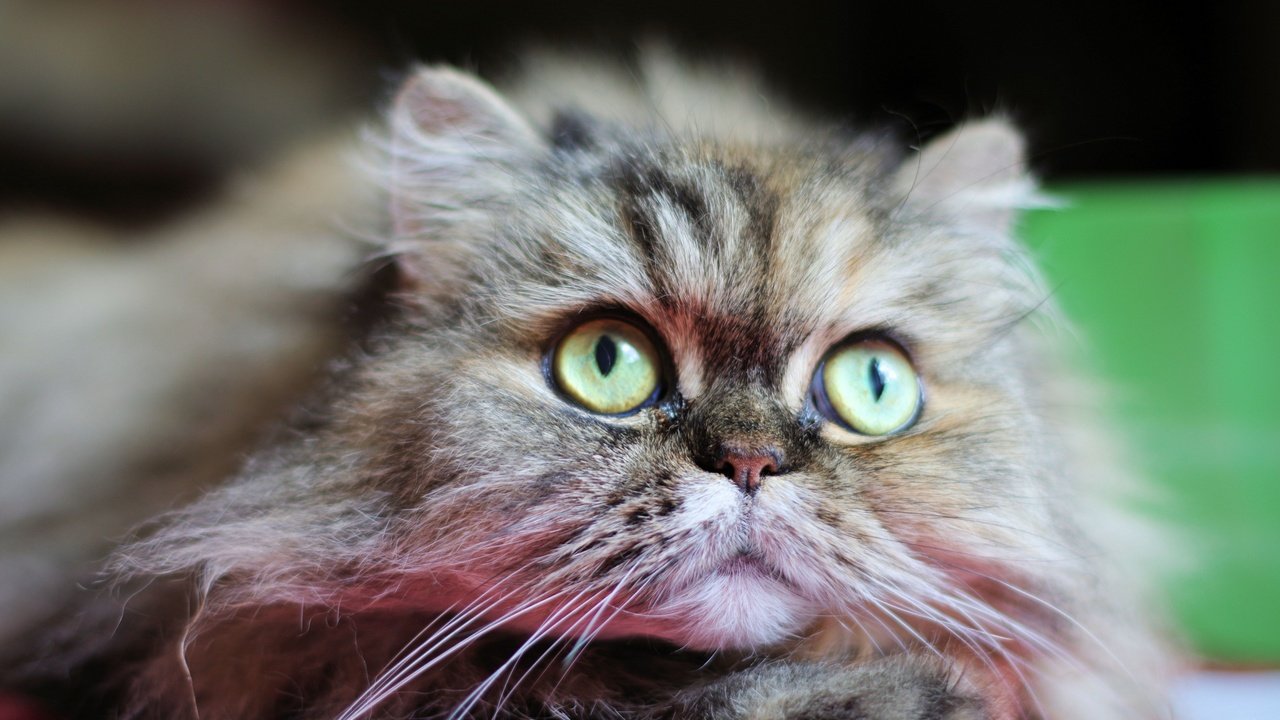 Обои глаза, фон, кот, усы, кошка, взгляд, eyes, background, cat, mustache, look разрешение 1920x1200 Загрузить