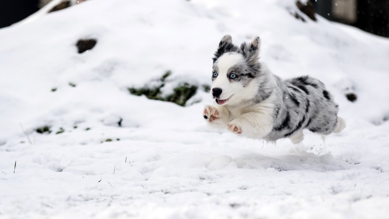 Обои снег, зима, собака, прыжок, щенок, бег, бордер-колли, snow, winter, dog, jump, puppy, running, the border collie разрешение 1920x1080 Загрузить