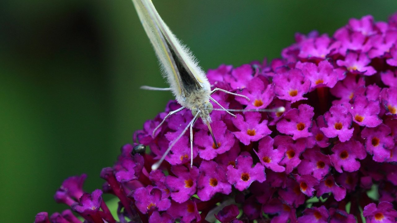 Обои цветы, насекомое, бабочка, крылья, flowers, insect, butterfly, wings разрешение 1920x1200 Загрузить