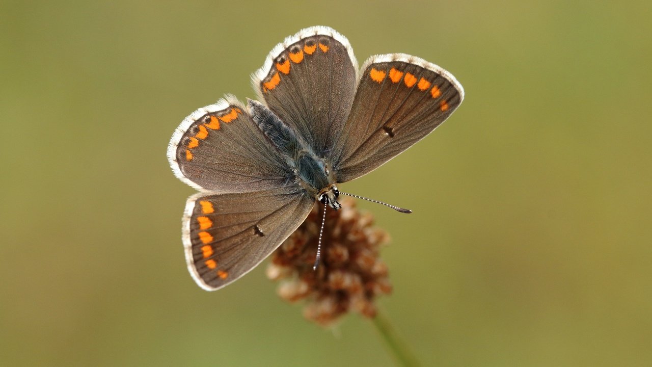 Обои природа, насекомое, фон, бабочка, крылья, растение, nature, insect, background, butterfly, wings, plant разрешение 2560x1600 Загрузить