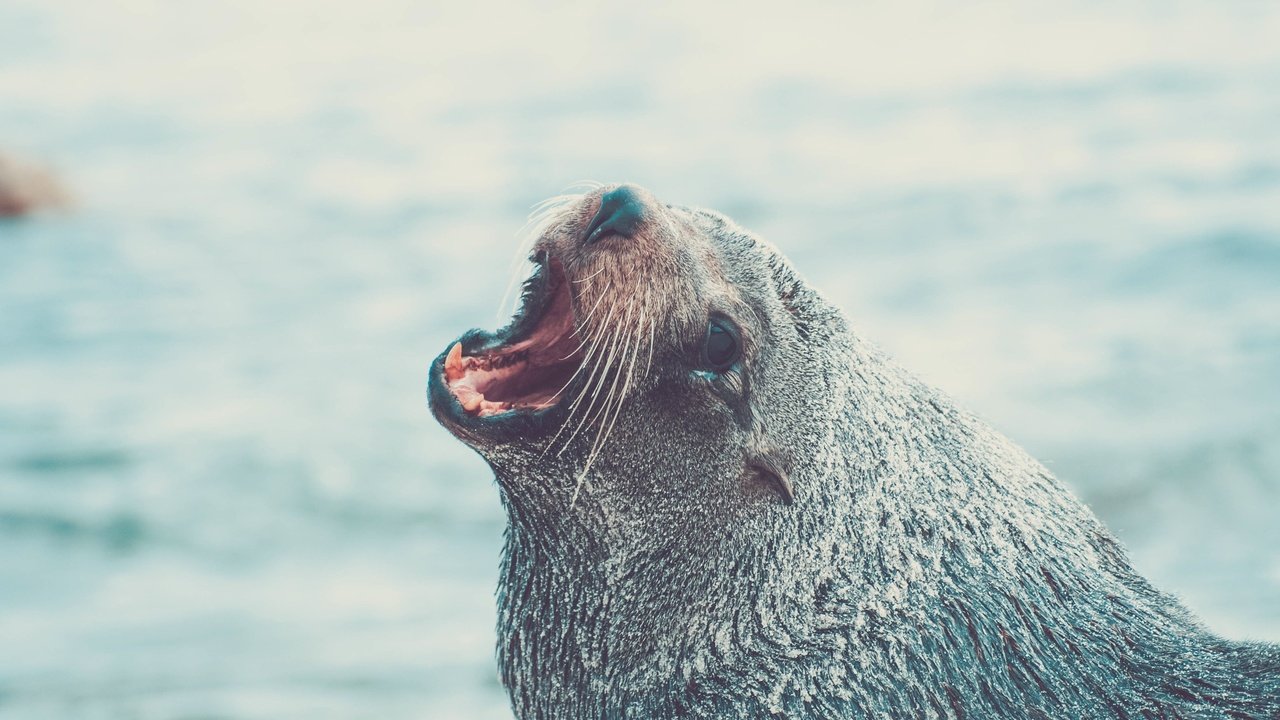 Обои морда, животное, тюлень, морской лев, face, animal, seal, sea lion разрешение 3872x2176 Загрузить