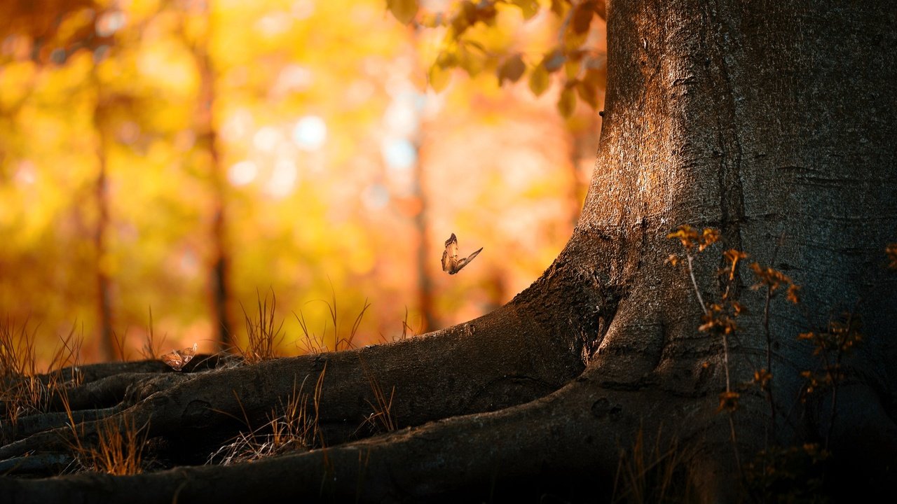 Обои дерево, листья, насекомое, осень, бабочка, корни, ствол, боке, tree, leaves, insect, autumn, butterfly, roots, trunk, bokeh разрешение 1920x1080 Загрузить